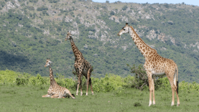 best-of-kenya-safari:-discover-wildlife,-culture,-and-adventure-2024