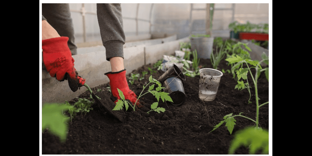 9-tips-on-how-to-grow-tomatoes