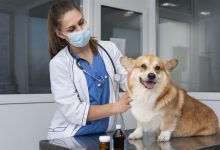 pet-care-essentials:-10-must-have-products-every-pet-parent-should-consider