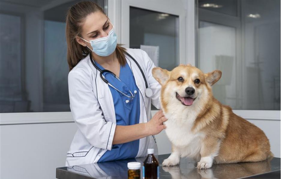 pet-care-essentials:-10-must-have-products-every-pet-parent-should-consider